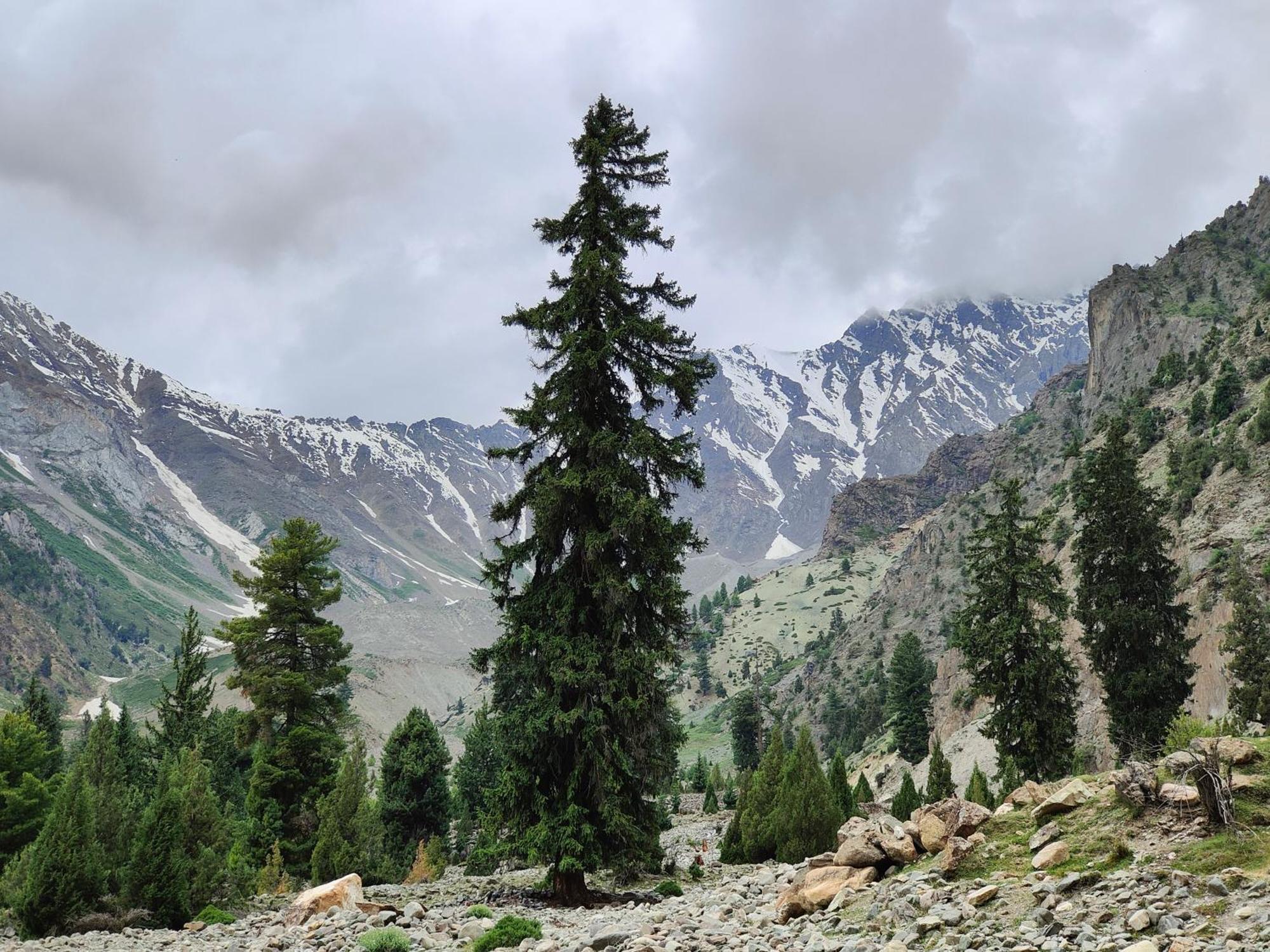 Rakaposhi Amin Hotel & Restaurant Pissan Hunza Nagar Gilgit Baltistan Eksteriør billede